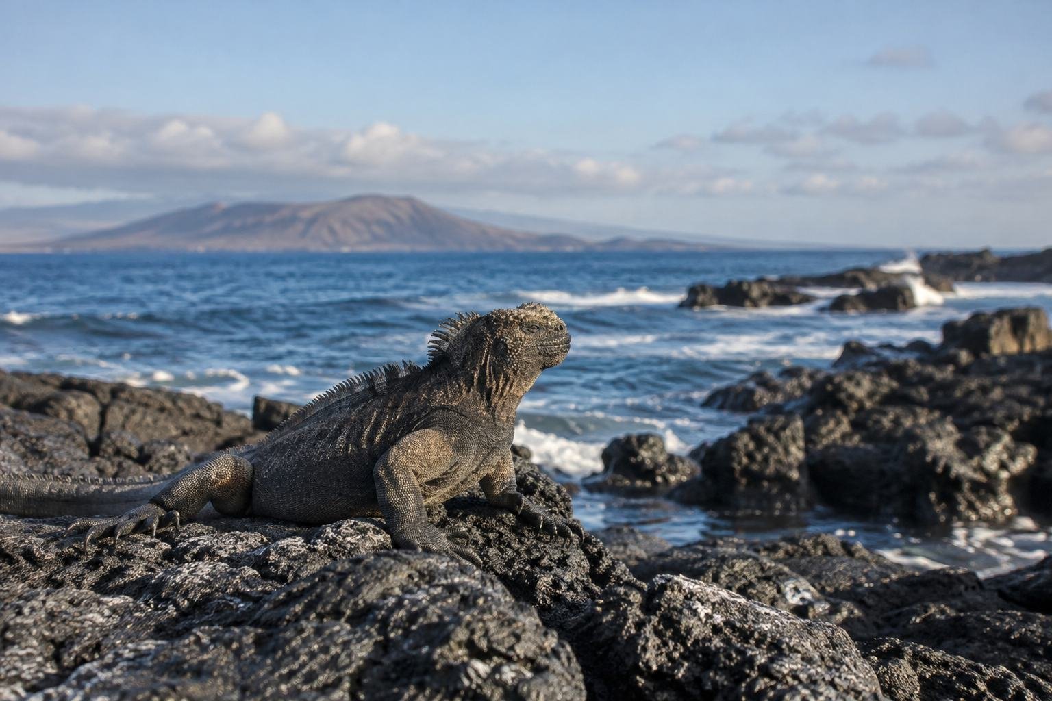 A marine iguana rests on black volcanic rock above the Pacific.